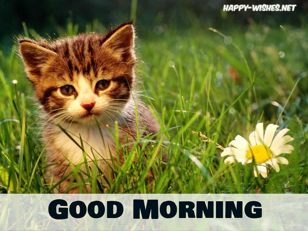 Good moning Cat images For cat Lovers