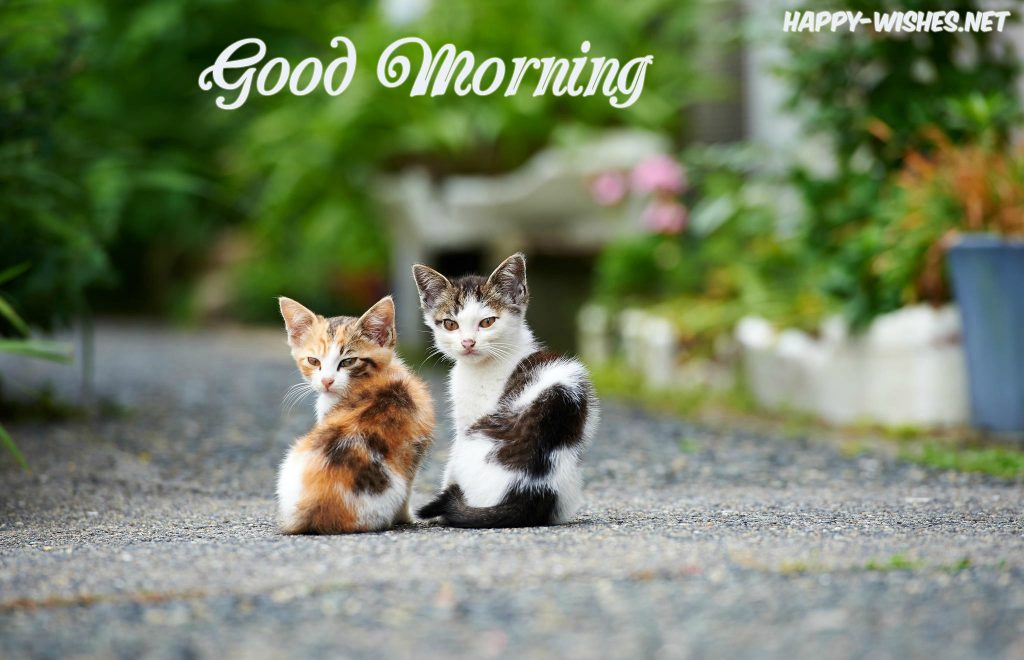 Good mornig cat lovers wishes