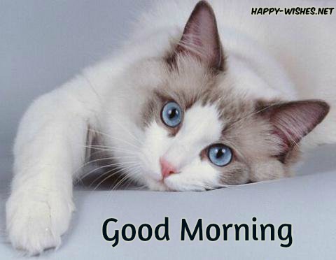 Good morning Wishes For cat lovers images
