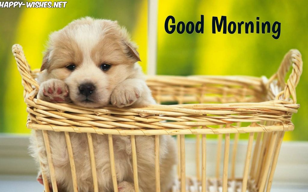 Good morning Wishes for Puppy lovers