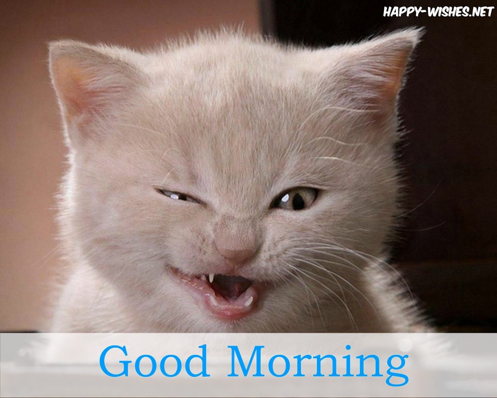 Good morning cat lover wishes