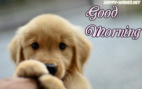 Good morning cute puppy images