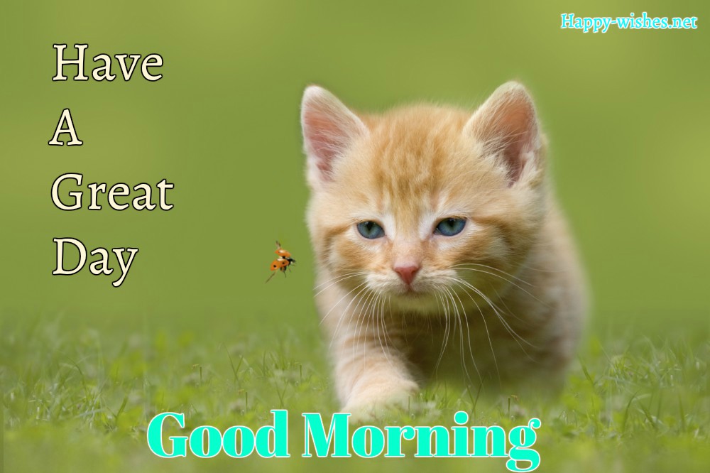 Good morning images for cat lovers with best images