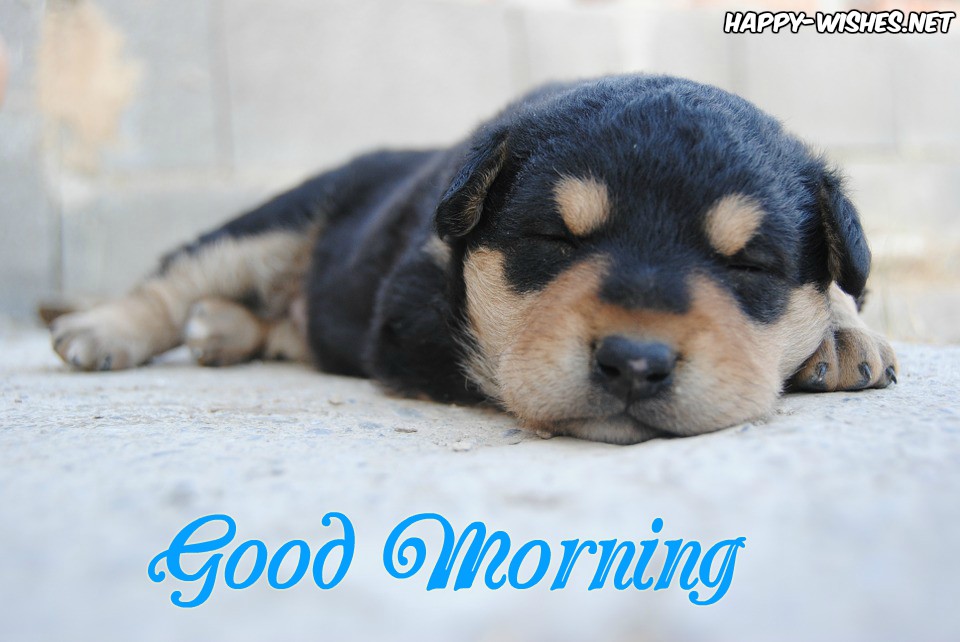 Good morning images for the best Puppy lovers