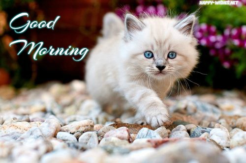 Good morning images with Best-Cute-Kitten-Wallpaper with