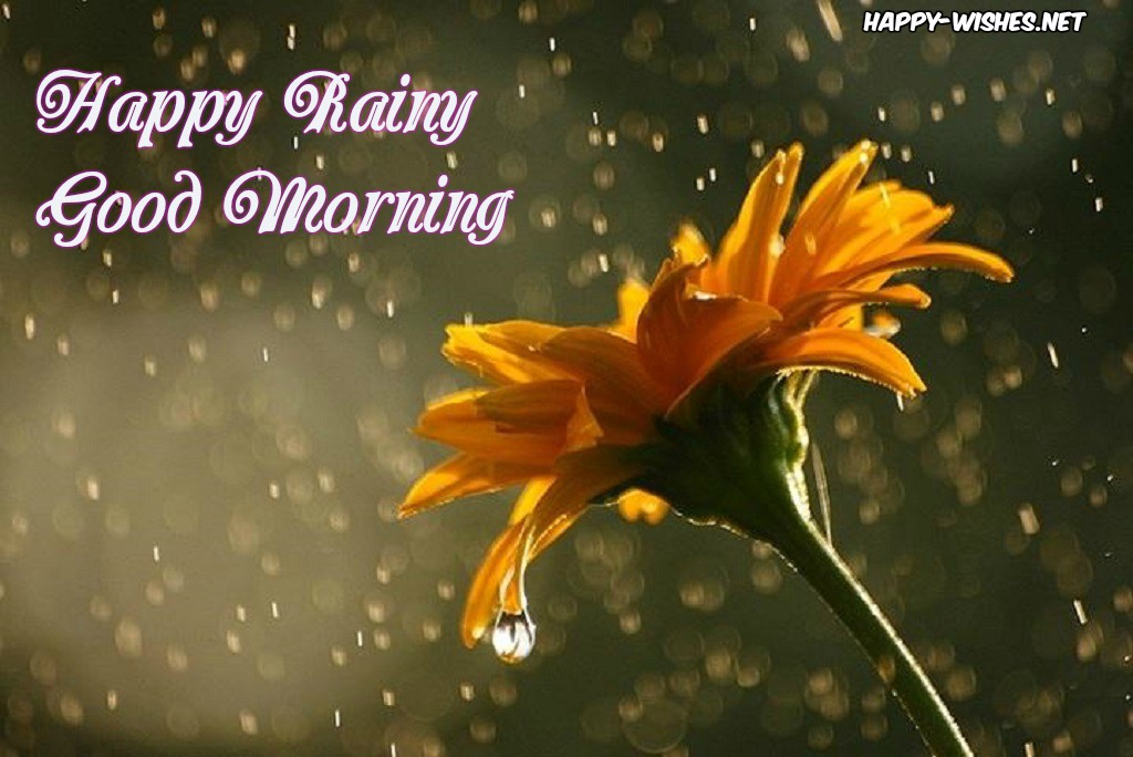 Good morning images with wet flower