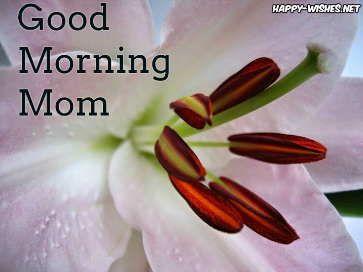 Good morning mom beauti ful flowe rimages