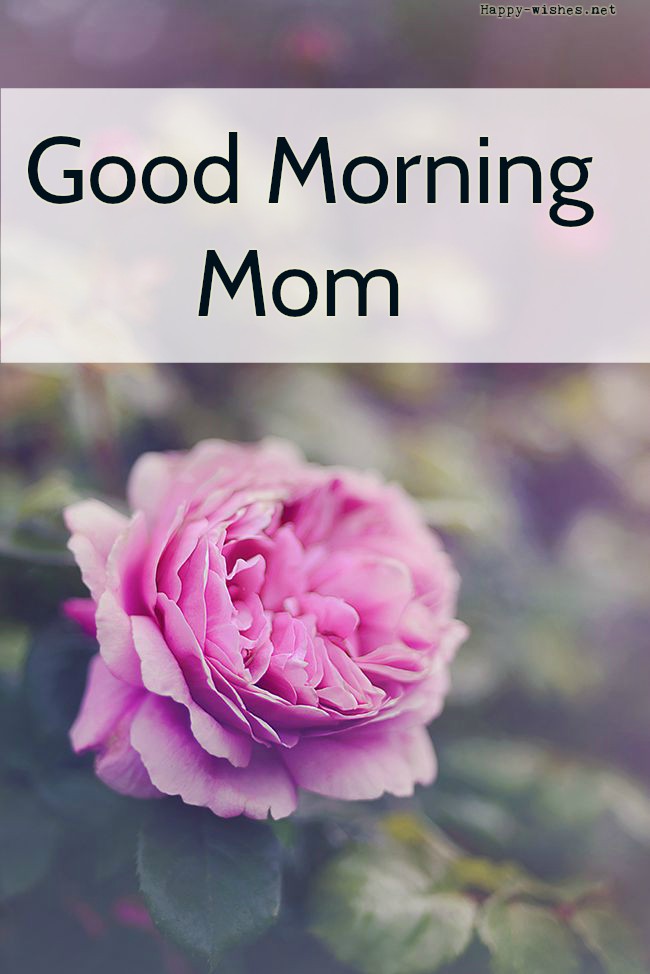 Mom Morning – Telegraph