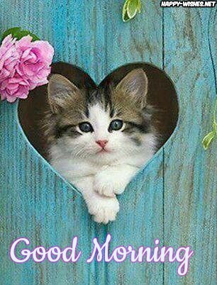 Good morning sweet heart images for cat lovers