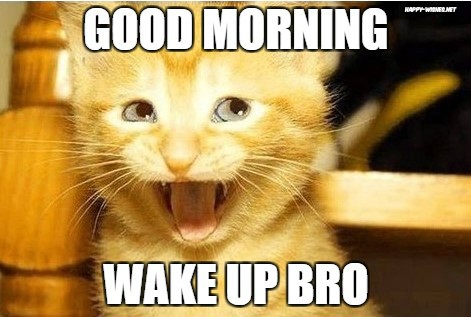 Good morning wishes cat meme