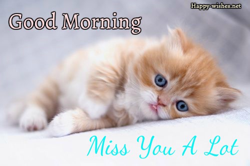 Good morning wishes with cutest cat Images