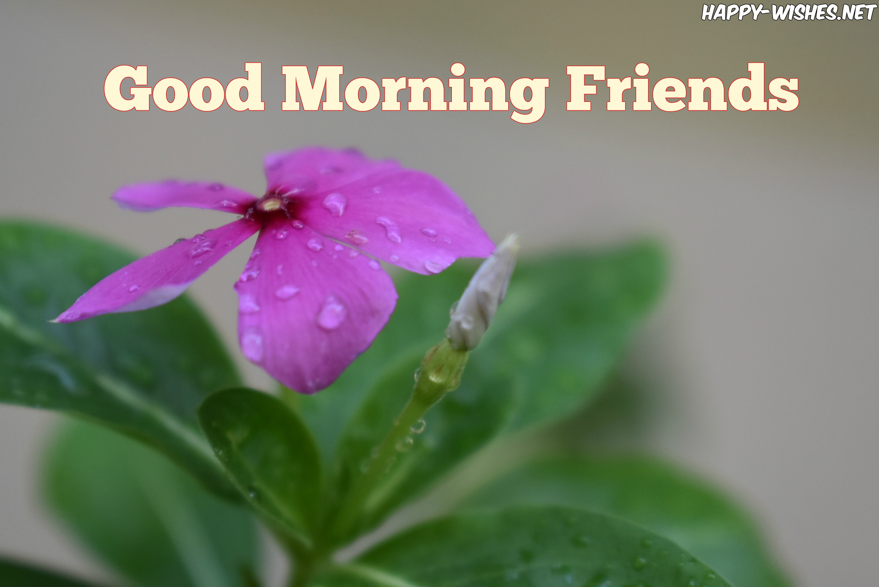 98+ Good Morning Wishes For Friends - Quotes & Messages