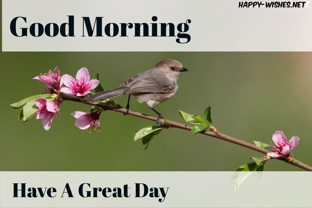 Have A great day good morning small bird images