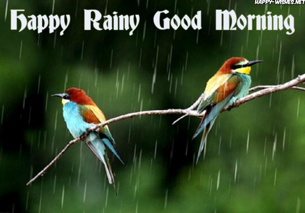 Good morning rainy images with birds