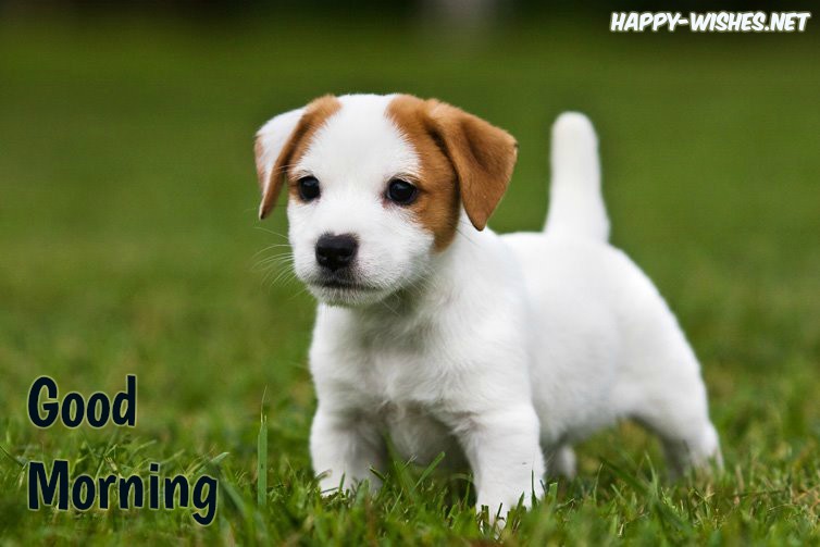 Jack-Russell-Terrier-puppy Good Morning Images for Puppy Lovers