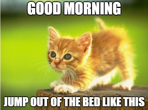 Jump Out of the bed Good morning cat images