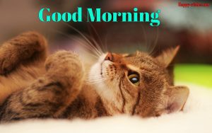 40 Good Morning Wishes For Cat Lovers - Images, Pictures