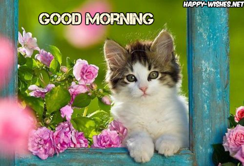 Lovely cat Good morning images