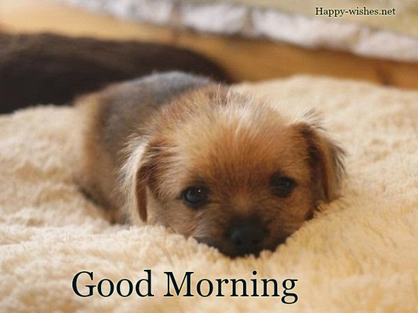 Puppy looking at you Good Morning Images for Puppy Lovers
