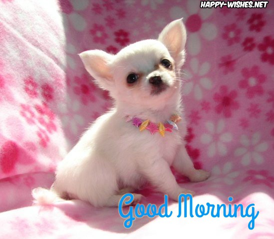 Small Puppy Good Morning Images for Puppy Lovers