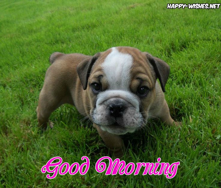 Small bull dog good morning images for puppy lovers