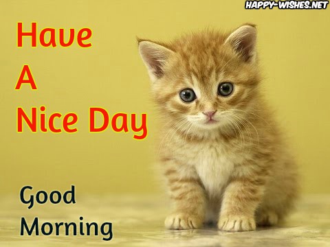 Sweet Good Morning Wishes For Cat Lovers images