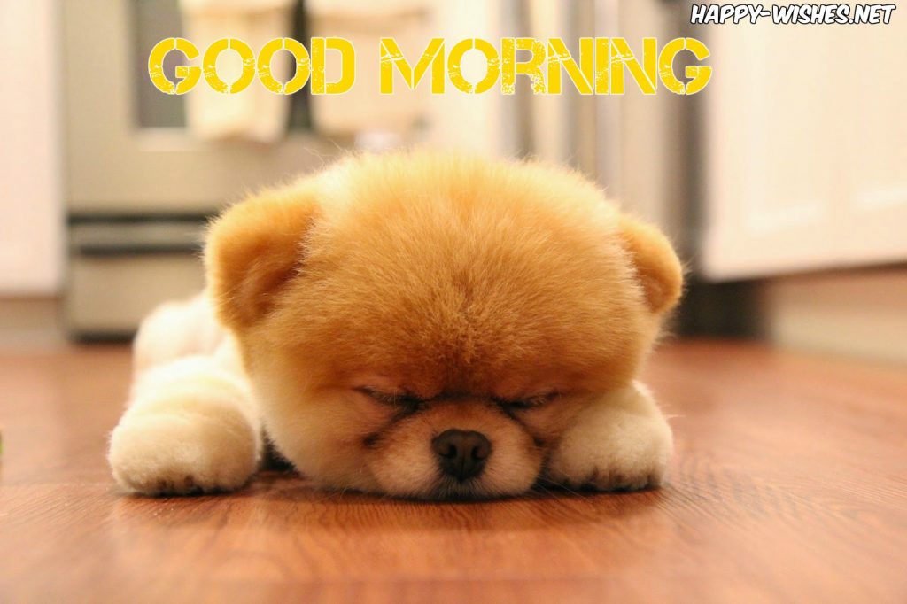Teddy Puppy Good morning images for Puppy lovers
