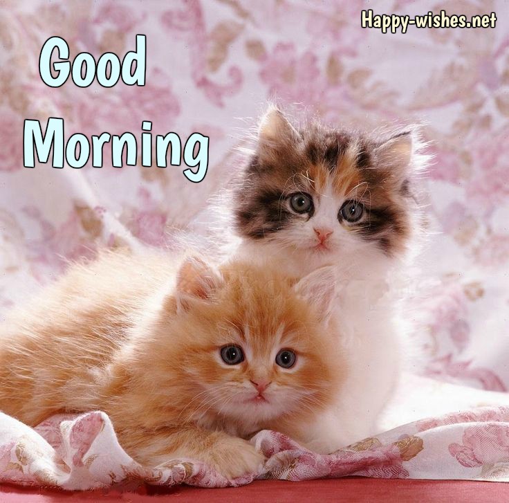 Two beautiful cats Good morning images for cat lovers