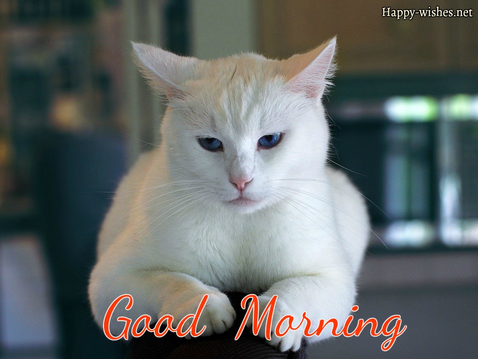 White cat Good morning images for cat lovers
