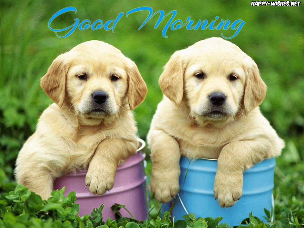 best PUPPY Good morning images for LOVERS