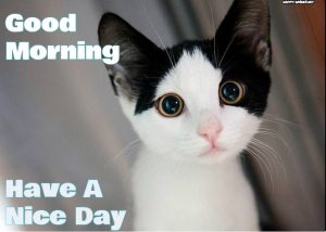 40 Good Morning Wishes For Cat Lovers - Images, Pictures