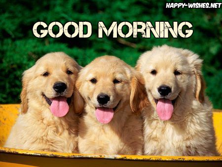 golden puppie saying Good morning