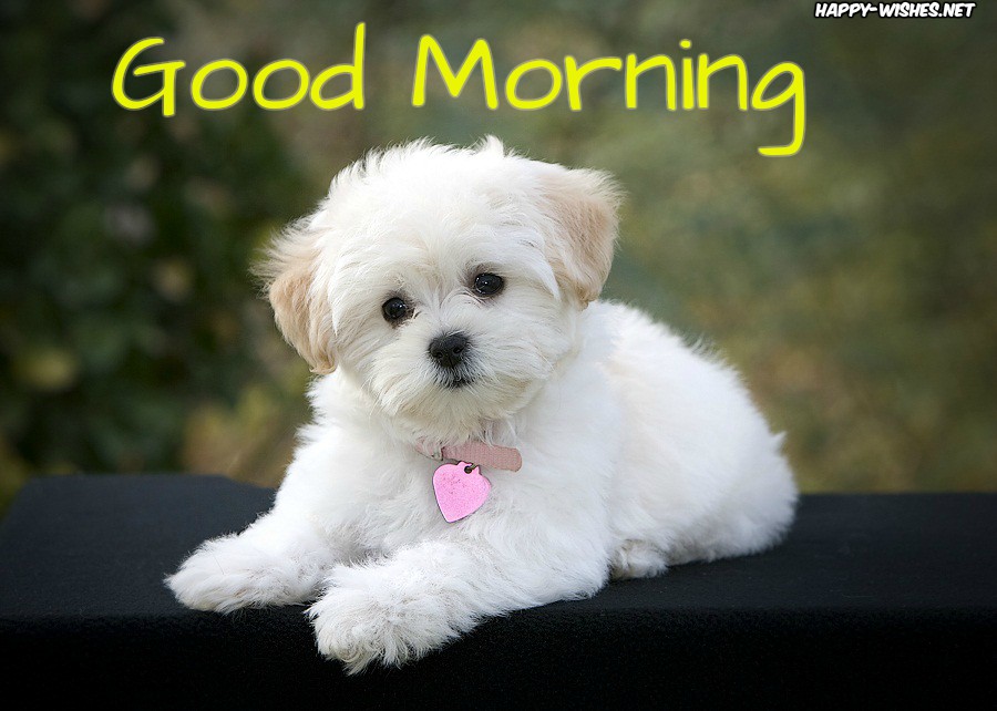 lovely dog Good Morning Images for Puppy Lovers