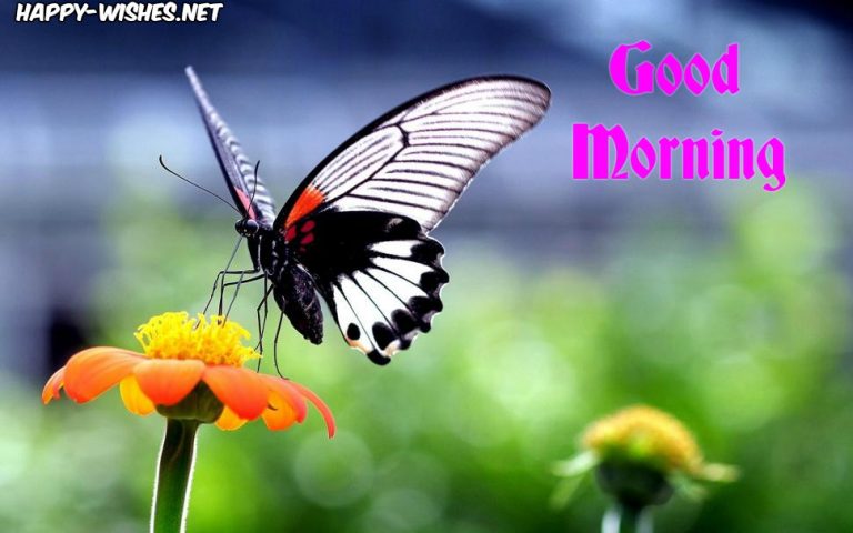 30 Good Morning With Butterfly Images and Quotes