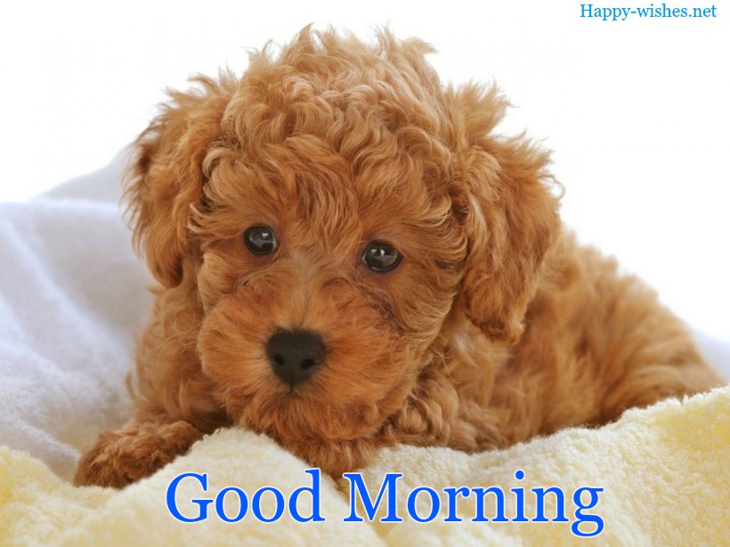 nice hair Good Morning Images for Puppy Lovers
