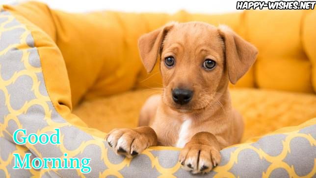 nice puppy Good Morning Images for Puppy Lovers