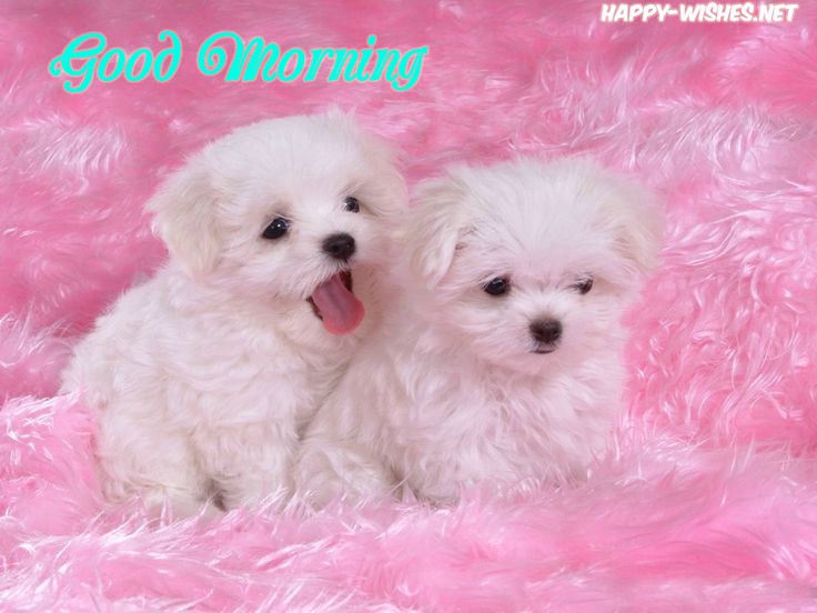 puppy coupel images Good morning images