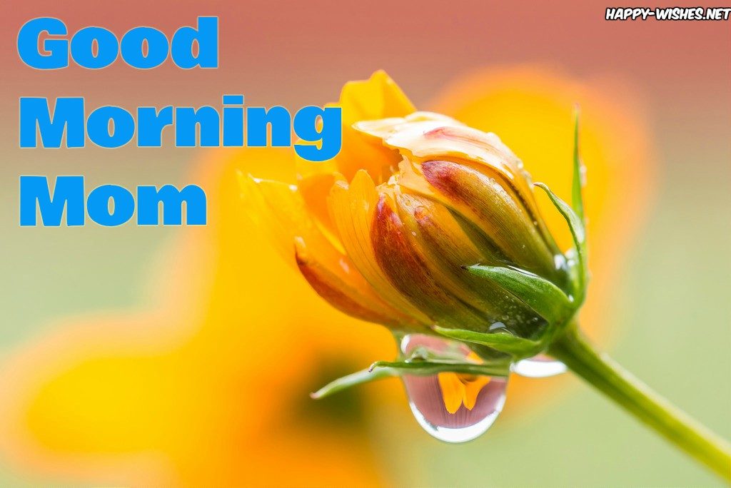 wet flower Good morning mom images