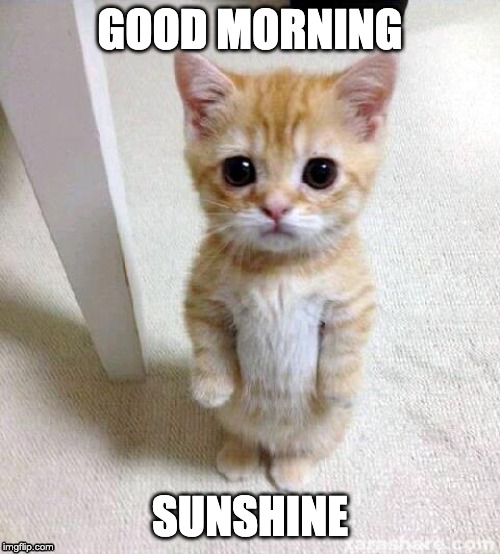 Cute Cat Saying Good Morning Sunshine