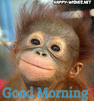 Cute Monkey Good Morning Images