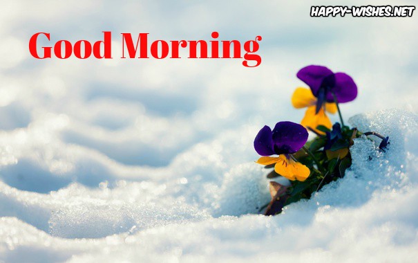 Cute flower on the snow Good Morning Images