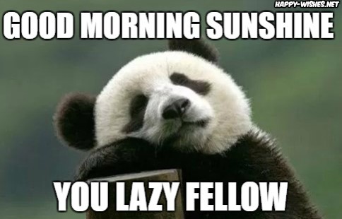 Good Morning Sunshine Meme with panda image