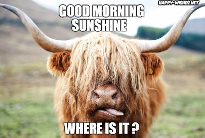 Good Morning Sunshine Yak Images