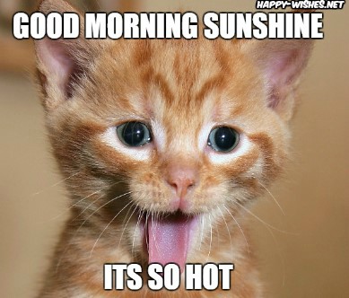 Good Morning Sunshine wishes