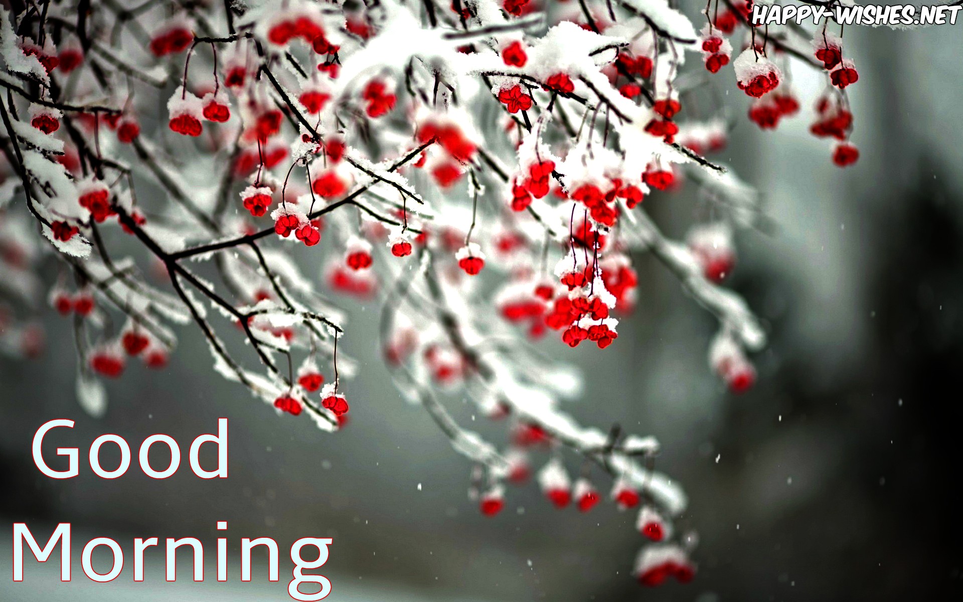 Good Morning Winter Images with Snow On TreeGood Morning Winter Images...