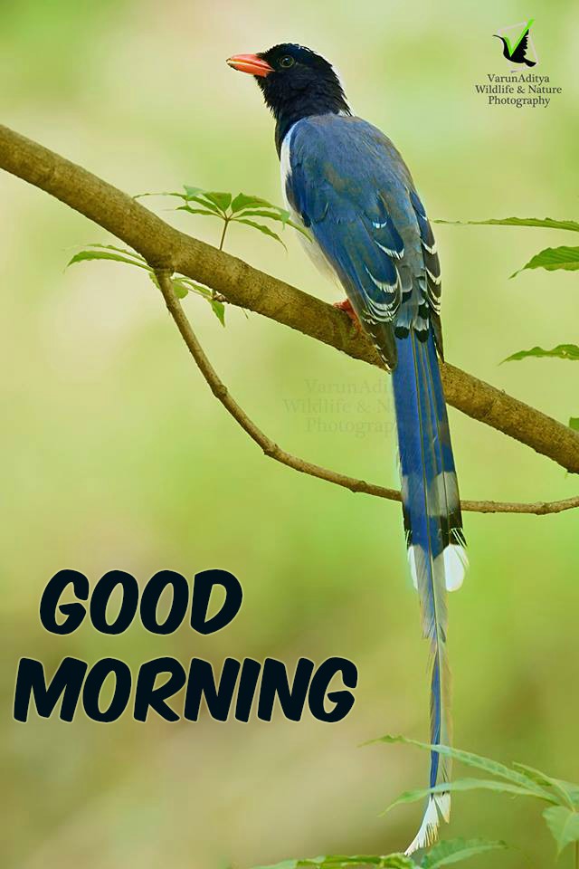 Good Morning Wishes With Blue Bird with long tail Images