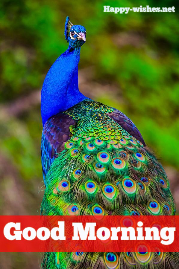 Good Morning Wishes With Peacock Images
