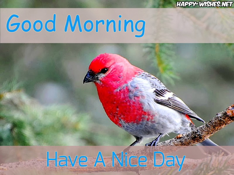 Good Morning Wishes With Red and white Bird Images