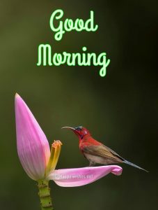 20 Good Morning Wishes with Bird Pictures