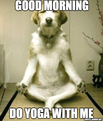 Good Morning Wishes with Dog doing Yoga meme